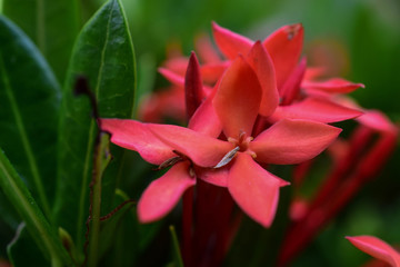 Fototapeta na wymiar red ixora flower plant in the garden macro shooter,valentine card