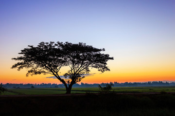 Fototapeta na wymiar Lonely tree silhouette on open field at sunrise morning landscape
