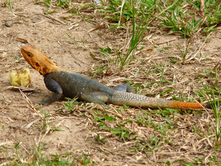 Accra in Ghana - ACC