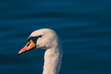 white swan