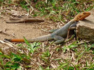 Accra in Ghana - ACC