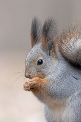 Naklejka na ściany i meble Eurasian red squirrel (Sciurus vulgaris) closeup portrait. The red squirrel or Eurasian red squirrel (Sciurus vulgaris). 
