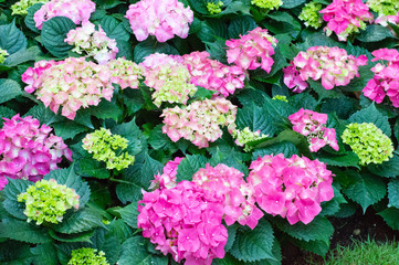 Hydrangea pink bloom beautifully in the garden.