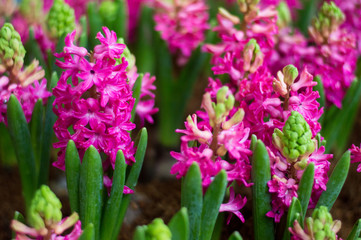 Pink hyacinths bloom beautifully in the garden.