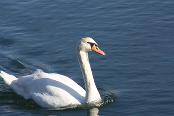 Cisne en Ortigueira