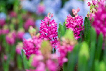 Fototapeta premium Pink hyacinths bloom beautifully in the garden.