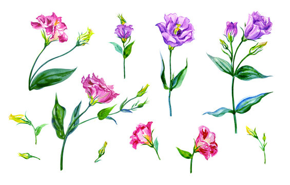 Eustoma or lisianthus flowers isolated on white background, watercolor drawing, floral elements set.