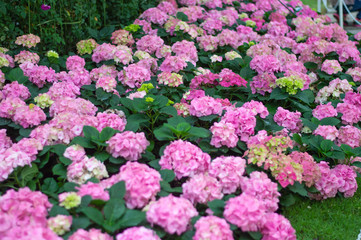 Hydrangea pink bloom beautifully in the garden.