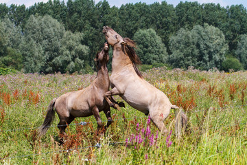 Fighting wild horses in a small wilderness area in Den Bosch in The Netherlands