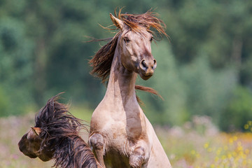 Fighting wild horses in a small wilderness area in Den Bosch in The Netherlands