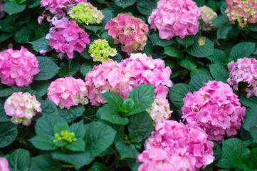 Hydrangea pink bloom beautifully in the garden.