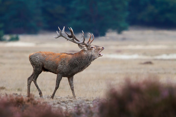 Red deer stag bellowing in the rutting season in National Park Hoge Veluwe in the Netherlands