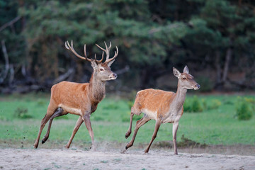 Red deer running - young stag trying his luck with a female in the rutting season in National Park Hoge Veluwe in the Netherlands