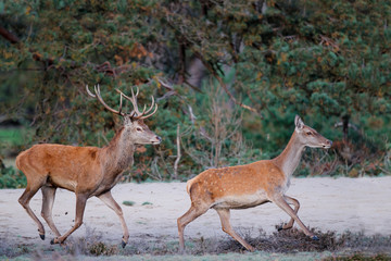 Red deer running - young stag trying his luck with a female in the rutting season in National Park Hoge Veluwe in the Netherlands