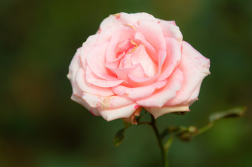 Beautiful orange roses in the garden green background