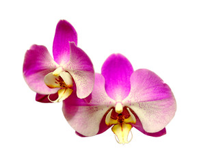 Fototapeta na wymiar Beautiful purple orchid isolated on a white background