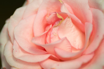 Close up lobe orange roses