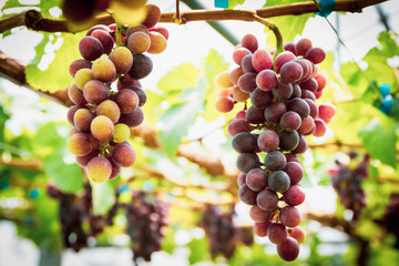 Bunches of organic wine grapes at grape tree in vineyard.
