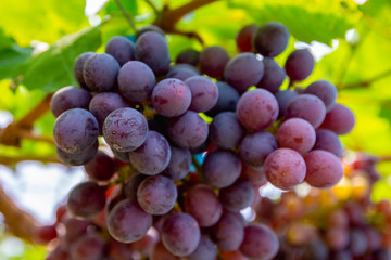 Bunches of organic wine grapes at grape tree in vineyard.