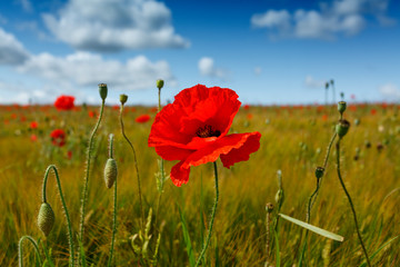 Fototapeta premium Landscape close up view of a single red poppy flower, in a field of barley, and other poppies in the distance, with a bright blue sky.