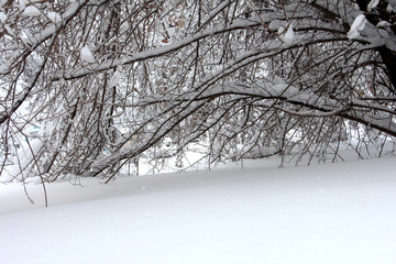 Tree branches in the snow. The drifts of snow.