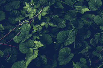 Tropical leaves background. Natural texture wallpaper. Cinematic look of nature.