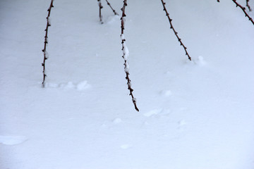 Tree branches in the snow. The drifts of snow.