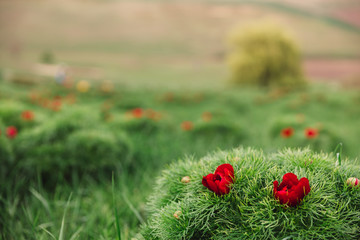 Beautiful landscape with steppe peonies. Unique place in Europe. The only place where these flowers...