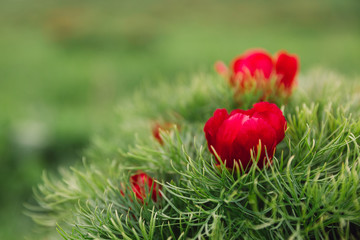 Beautiful landscape with steppe peonies. Unique place in Europe. The only place where these flowers grow is in Transylvania, Romania. 