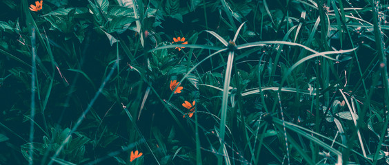 Tropical leaves background. Natural texture wallpaper. Cinematic look of nature.