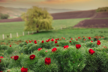 Beautiful landscape with steppe peonies. Unique place in Europe. The only place where these flowers grow is in Transylvania, Romania. 