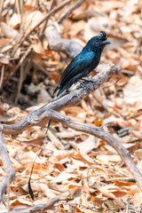 Greater Racquet-tailed Drongo perching on a perch looking into a distance