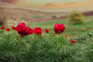 Beautiful landscape with steppe peonies. Unique place in Europe. The only place where these flowers grow is in Transylvania, Romania. 