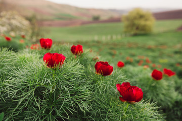 Beautiful landscape with steppe peonies. Unique place in Europe. The only place where these flowers grow is in Transylvania, Romania. 