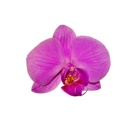 Beautiful purple orchid isolated on a white background