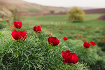 Beautiful landscape with steppe peonies. Unique place in Europe. The only place where these flowers grow is in Transylvania, Romania. 