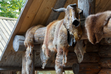 Skins of fox and beaver hang on the porch of a wooden house. Amulet of a bull skull adorns the entrance. © JoyNik