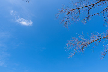 Fototapeta na wymiar Blue sky with a little cloud and a branch of tree background