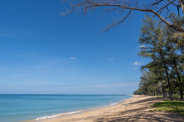 Ocean view and white sand beach with blue sky and a branch of pine tree background