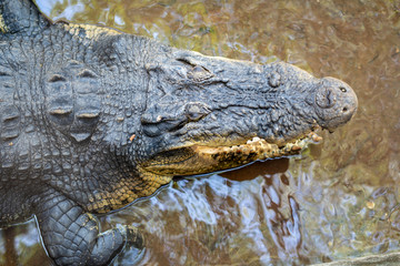 sleeping crocodile in the zoo