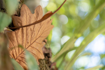a dry leaves and green plant background