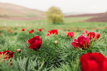 Beautiful landscape with steppe peonies. Unique place in Europe. The only place where these flowers grow is in Transylvania, Romania. 