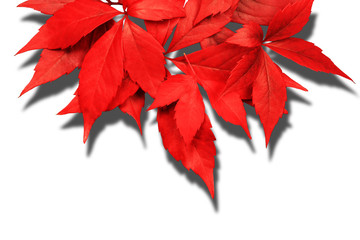 red autumn leaves with shadow isolated on white background