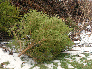 Spruces as waste 2