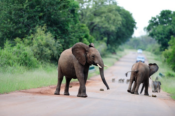 Fototapeta na wymiar Elephant in the wilderness of Africa
