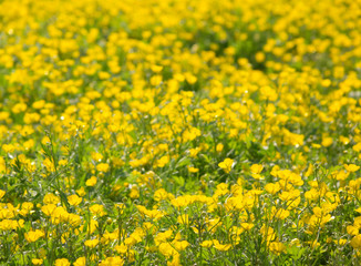 Buttercup field, yellow flowers background