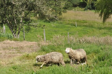 Obraz premium ovejas, animal, juego, reproducción, boyaca