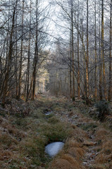 a frozen puddle on a path in forest