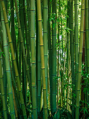 Bambu forest in garden