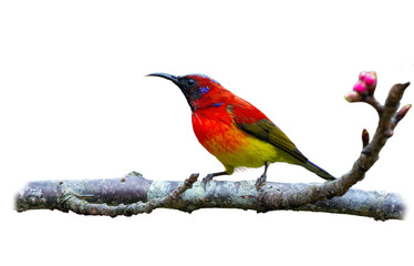Mrs. Gould's Sunbird or Blue-throated Sunbird or Aethopyga gouldiae, beautiful bird isolated perching on branch with white background and clipping path, Wild Himalayan Cherry.